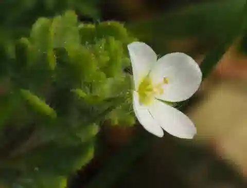 نبات الحُوَيْرَة cymbalaria في بيئته الطبيعية