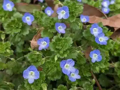 نبات الحُوَيْرَة persica في بيئته الطبيعية