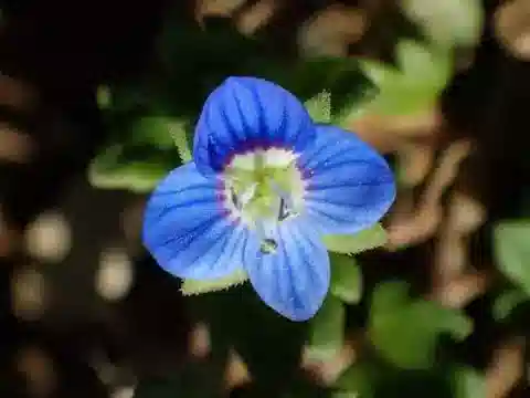 نبات الحُوَيْرَة polita subsp. polita في بيئته الطبيعية