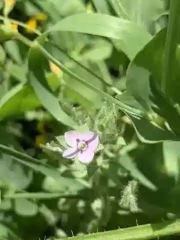نبات الحُوَيْرَة rubrifolia subsp. respectatissima في بيئته الطبيعية