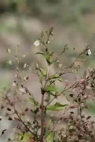 نبات الحُوَيْرَة scardica subsp. africana في بيئته الطبيعية