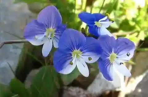 نبات الحُوَيْرَة heureka في بيئته الطبيعية