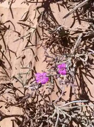 نبات Limoniastrum guyonianum في بيئته الطبيعية