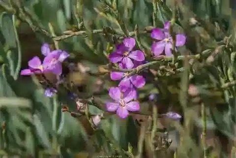 نبات Limoniastrum monopetalum في بيئته الطبيعية
