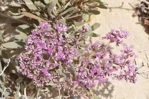 نبات الليمونيوم axillare في بيئته الطبيعية