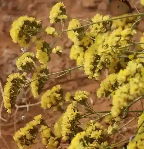 نبات الليمونيوم bonduellei في بيئته الطبيعية
