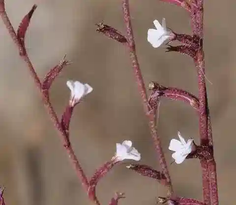 نبات الليمونيوم echioides في بيئته الطبيعية