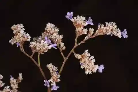 نبات الليمونيوم narbonense في بيئته الطبيعية
