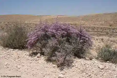نبات الليمونيوم pruinosum var. hirtiflorum في بيئته الطبيعية