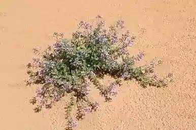 نبات الليمونيوم scoparium في بيئته الطبيعية