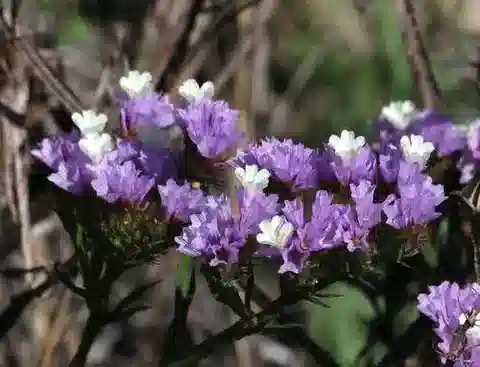 نبات الليمونيوم sinuatum subsp. romanum في بيئته الطبيعية