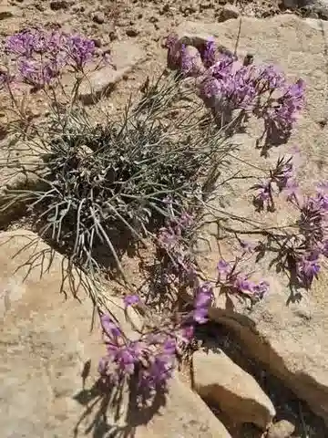 نبات الليمونيوم tubiflorum في بيئته الطبيعية