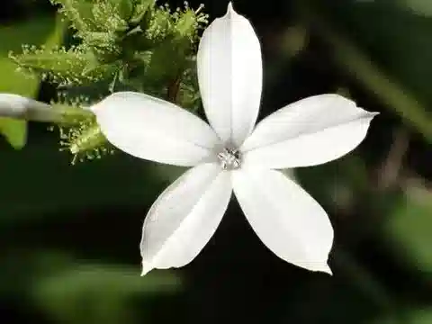 نبات الرصاصية zeylanica في بيئته الطبيعية