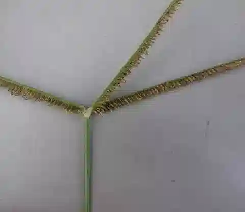 نبات نجيل Achnatherum parviflorum subsp. parviflorum في بيئته الطبيعية