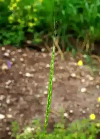 نبات نجيل Aegilops bicornis في بيئته الطبيعية
