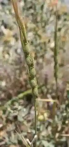 نبات نجيل Aegilops crassa في بيئته الطبيعية