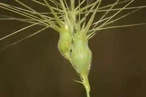 نبات نجيل Aegilops geniculata في بيئته الطبيعية