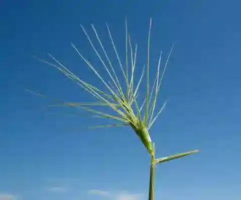 نبات نجيل Aegilops kotschyi في بيئته الطبيعية