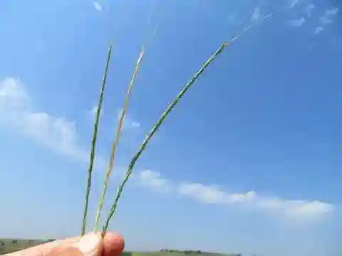 نبات نجيل Aegilops longissima في بيئته الطبيعية