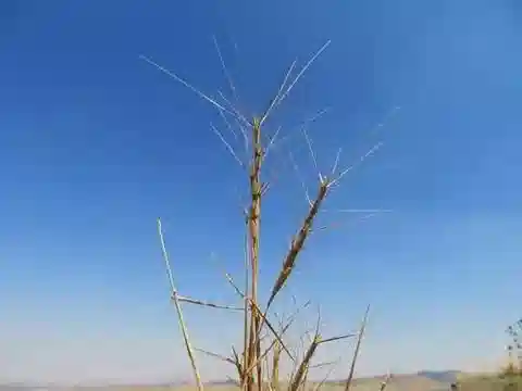 نبات نجيل Aegilops peregrina في بيئته الطبيعية