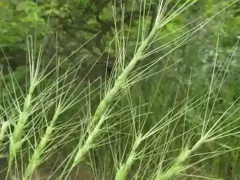 نبات نجيل Aegilops triuncialis في بيئته الطبيعية