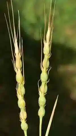 نبات نجيل Aegilops ventricosa في بيئته الطبيعية