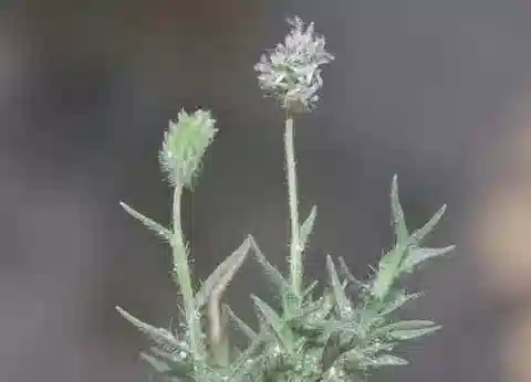 نبات نجيل Aeluropus lagopoides في بيئته الطبيعية