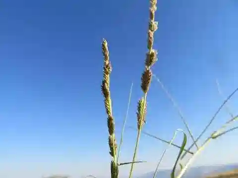 نبات نجيل Aeluropus littoralis في بيئته الطبيعية