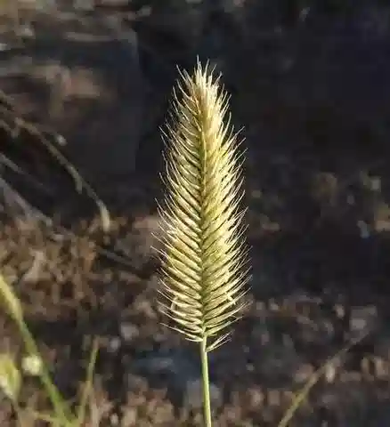 نبات نجيل Agropyron cristatum في بيئته الطبيعية
