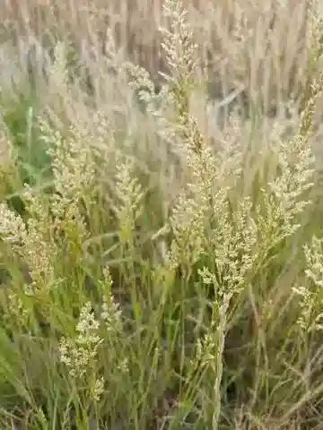 نبات نجيل Agrostis stolonifera في بيئته الطبيعية