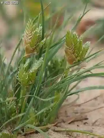نبات نجيل Ammochloa palaestina في بيئته الطبيعية