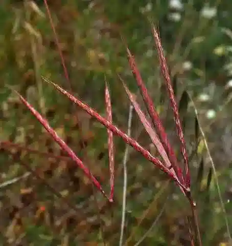 نبات نجيل Andropogon distachyos في بيئته الطبيعية