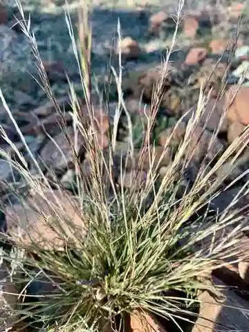 نبات نجيل Aristida adscensionis في بيئته الطبيعية