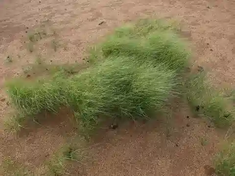 نبات نجيل Aristida funiculata في بيئته الطبيعية