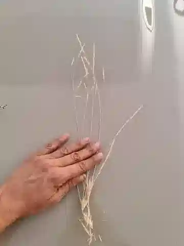 نبات نجيل Aristida mutabilis في بيئته الطبيعية