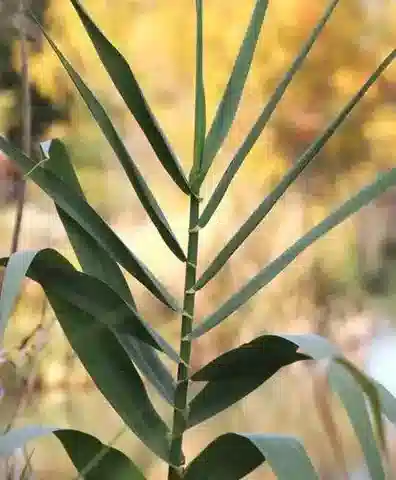 نبات نجيل Arundo donax في بيئته الطبيعية
