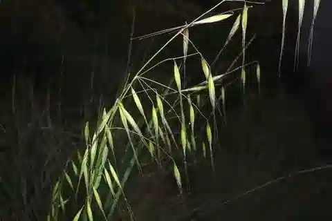 نبات نجيل Avena barbata في بيئته الطبيعية