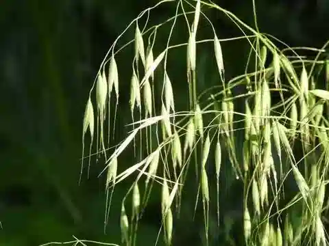 نبات نجيل Avena fatua في بيئته الطبيعية
