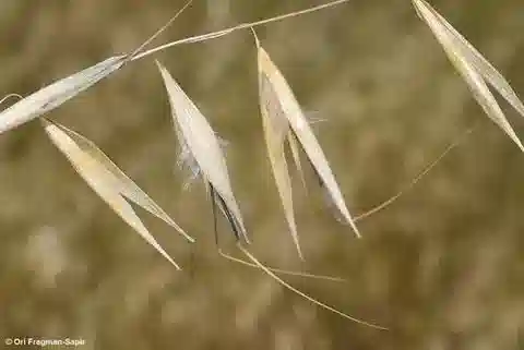 نبات نجيل Avena longiglumis في بيئته الطبيعية