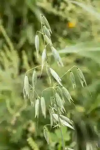 نبات نجيل Avena sativa في بيئته الطبيعية