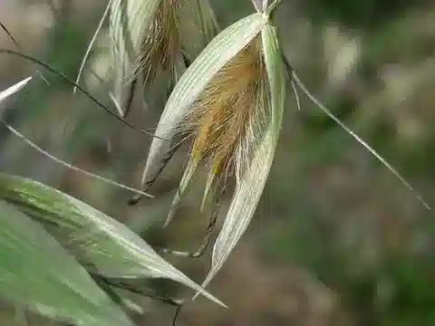 نبات نجيل Avena sterilis subsp. ludoviciana في بيئته الطبيعية