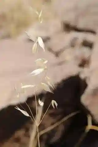 نبات نجيل Avena wiestii في بيئته الطبيعية