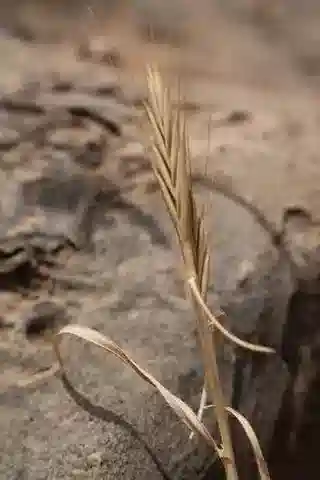 نبات نجيل Brachypodium distachyon في بيئته الطبيعية