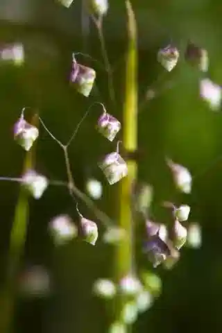 نبات نجيل Briza minor في بيئته الطبيعية