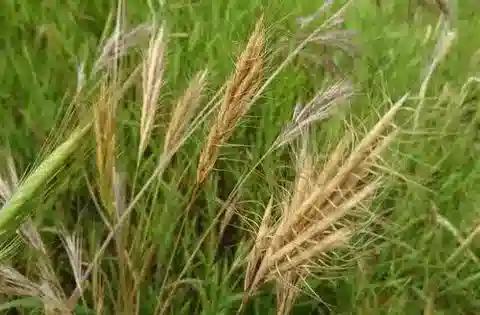 نبات نجيل Bromus aegyptiacus في بيئته الطبيعية
