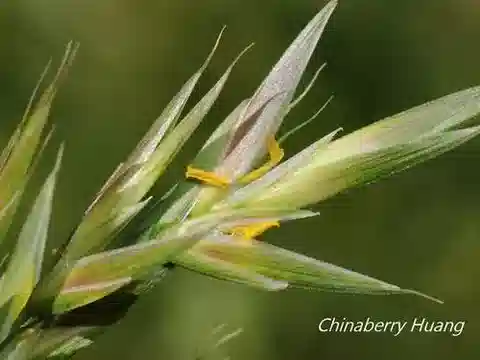 نبات نجيل Bromus catharticus في بيئته الطبيعية