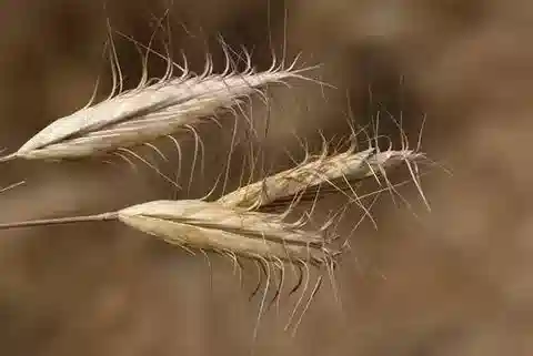 نبات نجيل Bromus danthoniae في بيئته الطبيعية