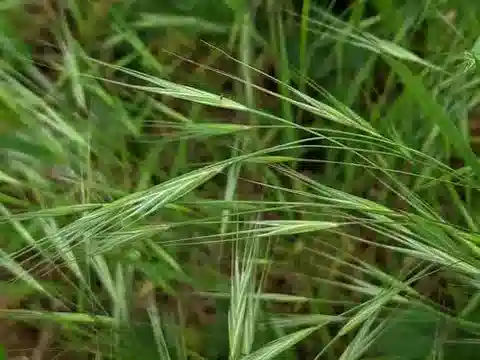 نبات نجيل Bromus diandrus في بيئته الطبيعية