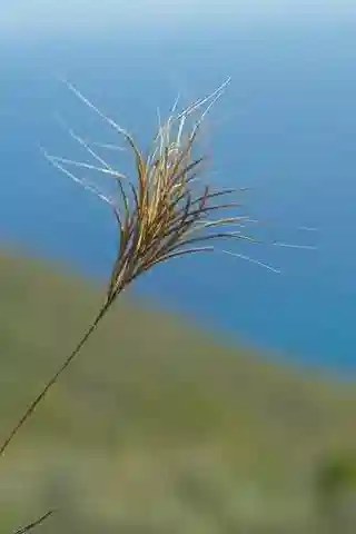 نبات نجيل Bromus fasciculatus في بيئته الطبيعية