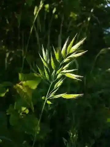 نبات نجيل Bromus hordeaceus subsp. hordeaceus في بيئته الطبيعية